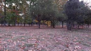 un campo con árboles y hojas en el suelo en Cabañas Cavaci, 