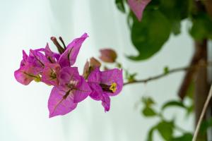 a purple flower on a tree branch at Edem Luxury Apartments in Nea Peramos