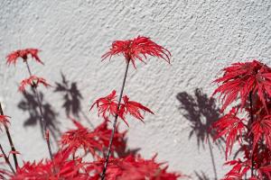 a group of red flowers in front of a white wall at Edem Luxury Apartments in Nea Peramos