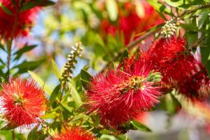 a group of red flowers on a tree at Edem Luxury Apartments in Nea Peramos