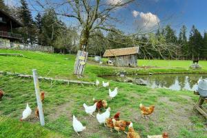 a group of chickens in a field near a fence at Feriengut zum Fürst´n in Eppenschlag