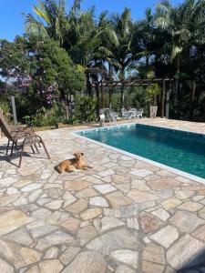 un perro tirado en el suelo junto a una piscina en Pousada Rural Ouro Verde, en Eldorado