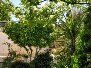Ein Garten an der Unterkunft Villa Grande Vista - Lovely Apartment with Private spacious lush mediterranean patio and Sea view