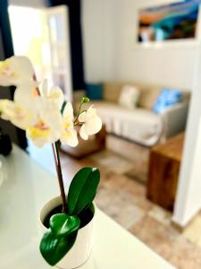 a potted plant sitting on a table in a living room at Cosy, new studio in Costa Adeje in Adeje