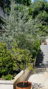 Photo de la galerie de l'établissement Propriété Malva appartement bergamotta, à Alata