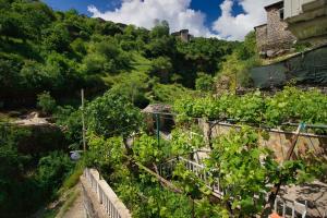 a hillside with a bunch of plants in a garden at Grandma's Home in Gjirokastër