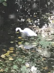 a white duck swimming in the water with leaves at Réveil aux chants des oiseaux in Assé-le-Riboul