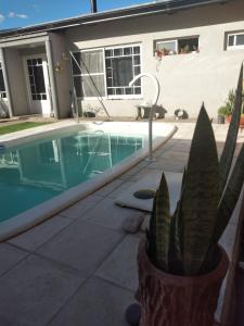 una planta en una olla junto a una piscina en Alojamiento Turístico Los Pinos en Villa Elisa