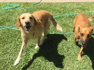dos perros están parados en el césped en Alojamiento Turístico Los Pinos en Villa Elisa