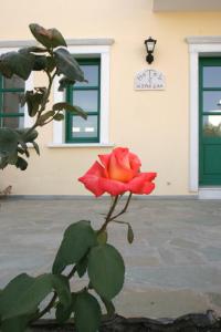 una rosa roja en una planta frente a un edificio en Aspasia Luxury Apartments, en Agia Anna de Naxos