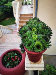 zwei Topfpflanzen auf einem Stand neben einer Treppe in der Unterkunft Apartments Vila Andja in Sveti Stefan