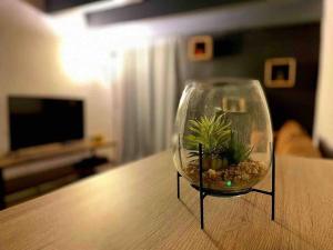 una piccola pianta in una ciotola di vetro su un tavolo di Cocon à Deux Pas des Arènes - Charme & Confort a Nîmes