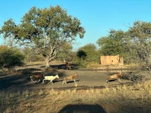 Kép Simba Safaris African Pride Exotic Lodge szállásáról Lephalale városában a galériában