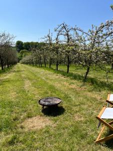 Bowhayes Farm - Camping & Glamping - Bell Tents - Cider Orchard外面的花园