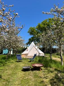 Bowhayes Farm - Camping & Glamping - Bell Tents - Cider Orchard外面的花园