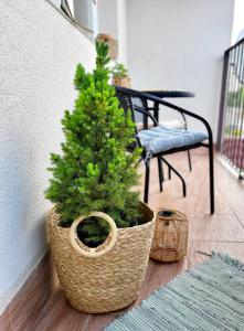 a small pine tree in a basket next to a wall at Przytulnie w Szczytnie in Szczytno