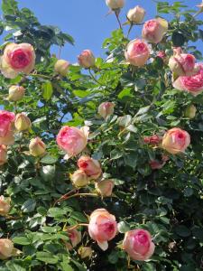 a bunch of pink roses growing on a tree at Seventeen -Apartament la casa in Arad +19 photos