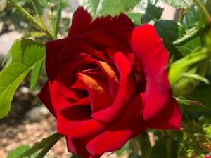 セネにあるChambre d'hôte "Les Roses de Séné"の庭に赤いバラが生えている