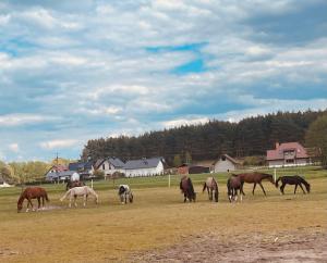 a group of horses grazing in a field at Pod daglezją in Bronków