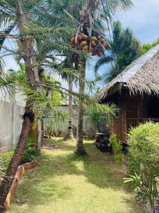 Un palmier avec une bande de bananes accrochées à lui dans l'établissement Ezekiel's Native Inn, à Panglao