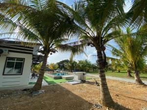 two palm trees in a yard next to a house at Kuala Kedah Pool Cottage in Kuala Kedah