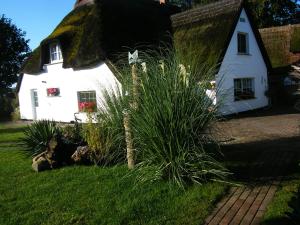 a thatch roofed house with a thatched roof at Ferienhaus mit Boddenblick in Middelhagen