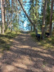 zwei Hunde, die auf einer unbefestigten Straße im Wald spazieren in der Unterkunft Engures māja - mežs un jūra in Engure