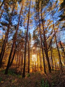 a forest with the sun shining through the trees at Nomad Domes in Rugineşti