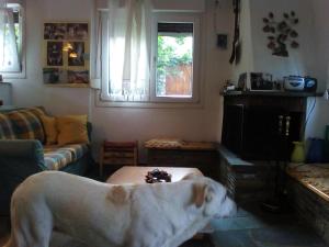 Ein Hund steht im Wohnzimmer in der Unterkunft Ginî Viñis in Samarína