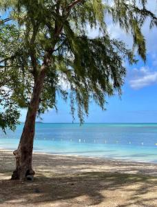 a tree on a beach with the ocean in the background at Luxury Villa - 2 minutes walk from the beach in Grand Baie