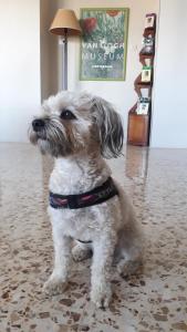 a small white dog is standing on the floor at Hostal Moreno in Silla