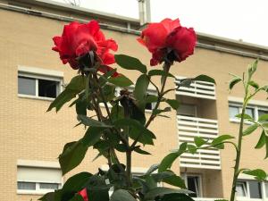 PolancoApartamentos Olga Cantabria的相册照片