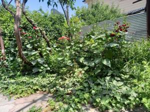 a garden with a bunch of plants and flowers at Апартаменты Registan in Samarkand