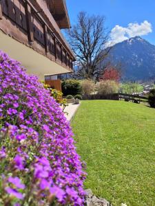 un champ de fleurs violettes à côté d'un bâtiment dans l'établissement Landhaus Menz, à Oberstdorf
