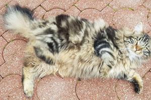a cat is laying on the ground at Tous à l'ouest in Combrit
