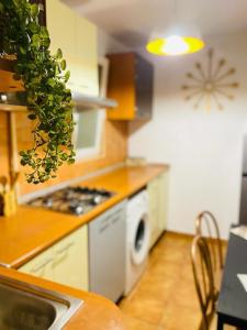 una cocina con una planta colgada sobre una estufa en City Center Green Apartment, en Bucarest
