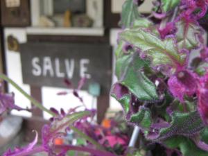 un montón de flores púrpuras con un cartel que dice vivo en Doppelzimmer / Landhaus Ederlust Heilungsräume e.V., en Hatzfeld