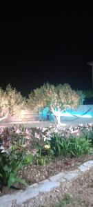 a tree in the middle of a park at night at Apartmani Nikica in Drage