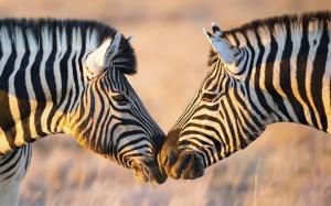two zebras are standing next to each other at Grey Goose Game Lodge in Newcastle