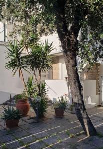 un groupe de plantes en pot devant un bâtiment dans l'établissement Lecci al Mare, à San Vincenzo