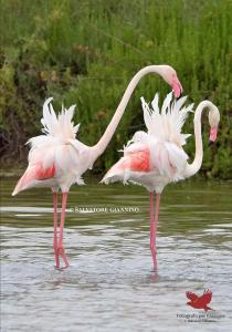 Zvířata v apartmánu nebo okolí