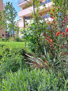 a garden with red berries on a bush in front of a building at Alexandra view studio in Braşov