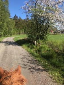 Un caballo está caminando por un camino de tierra en Stenlid - Med naturen och lugnet i fokus en Veddige