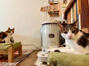 Ospiti di Gift Box Hostel con animali domestici