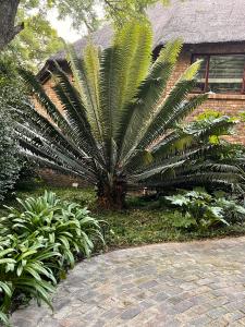 una palmera en un jardín junto a un edificio en Shepherd Lodge, en Johannesburgo