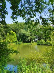 einem Teich mit grünem Wasser und Bäumen im Hintergrund in der Unterkunft La « Ravane » in Cysoing