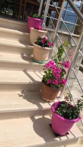 a row of potted plants on a stair case at Alva Room's in Gjirokastër