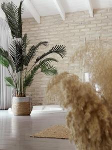 a plant in a vase sitting on a table at Eili Suites in Moshav Ramot