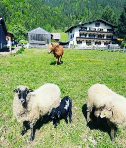 Altri animali domestici presso l'hotel o nei dintorni