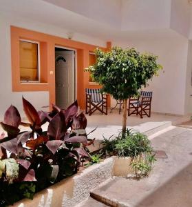 埃爾米奧的住宿－Seashell Holiday Studios，一座庭院,里面种有植物和树